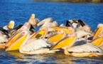 Perte de pélicans juvéniles au Djoudj : des prélèvements envoyés au labo … Perte de pélicans juvéniles au Djoudj : des prélèvements envoyés au labo …