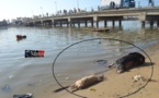 Arrêt sur Images: Des cadavres sous le pont de Guet Ndar. Arrêt sur Images: Des cadavres sous le pont de Guet Ndar.