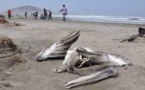 Mauritanie : Découverte d’oiseaux morts et des cas de grippe aviaire
