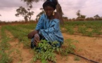 Système d’irrigation au Goutte à Goutte: Un programme de 200 millions pour Thiès, Bambey et Saint-Louis