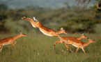 Visite d’échanges à la Réserve de Gueumbeul: Réintroduction réussie de 4 espèces de gazelles