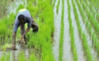 Riziculture dans la vallée : une nouvelle dynamique d’AfricaRice va toucher 5.300 bénéficiaires (vidéo)