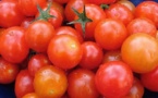 Production de tomate dans la vallée: Un déficit de 40.000 tonnes causé par l'acariose bronzée.