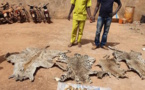 Deux personnes interpellées dans un hôtel avec des peaux de léopards, d’hyène et des ivoires