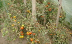 Saint-Louis : Les insectes anéantissent les espoirs des producteurs de tomates.