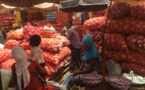 Production d’oignon : à Potou, les producteurs appellent l’état à éviter la saturation du marché