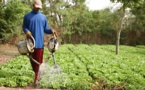 "Piesan", une réponse à l'insécurité alimentaire par la promotion de l'horticulture