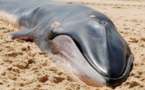 Japon : des biscuits pour chiens... à base de baleine