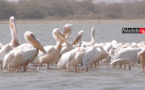 Doune Baba DIEYE : l'autre réserve ornithologique de Saint-Louis (vidéo)