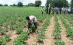 Saint-Louis - Campagne agricole 2013/2014: 14 milliards de l'Etat pour subventionner l'acquisition des engrais.