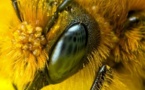 La Russie avertit les États-Unis : la disparition des abeilles provoquerait une 3ème guerre mondiale