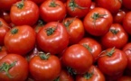 Contreperformance des producteurs de tomate: Un déficit de production de 35.000 tonnes dans la vallée.