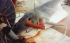 Il se glisse dans un requin pour une photo-souvenir
