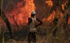 Journée Nationale de l'Arbre: Zéro feu de brousse enregistré à Saint-Louis.