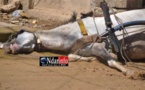 Saint-Louis : Un cheval électrocuté à mort, son cocher échappe de justesse.