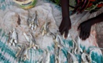 Prolifération des usines farines de poisson : Greenpeace lance une nouvelle alerte