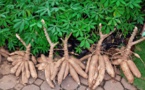 FILIÈRE MANIOC : Thiès attend une production de plus de 600.000 tonnes FILIÈRE MANIOC : Thiès attend une production de plus de 600.000 tonnes