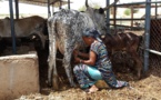 ​Au Sénégal, la filière laitière se noie sous les excédents de lait européens