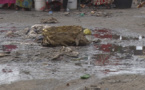 Vidéo - Ces maux qui plombent le quai de pêche de Saint-Louis