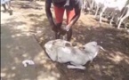 [VIDÉO INSOLITE] TABASKI 2013: Promotion de moutons à 100.000 FCFA l'unité. Regardez
