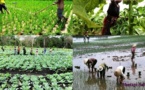 CONTRIBUTION : Autosuffisance alimentaire? Non! : Sécurité alimentaire? Possible!