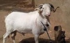 Louga: 3. 172 moutons exportés à Saint-Louis.