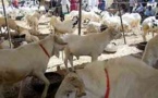 Rareté et cherté du mouton : l’ ASCOSEN accuse l’ Etat et les acteurs de l’élevage