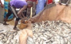 Développement de l’aquaculture à Richard-Toll: 2 tonnes de tilapia récoltées par un opérateur privé.