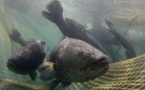 Dossier: les conséquences de la pêche illégale.