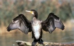 Benno Bokk Yakaar ou ‘Andou Thiolla’  le compagnonnage des  cormorans.