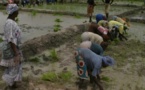 Auosuffisance en riz : la SAED peut compter sur le potentiel non aménagé de Podor (ingénieur)