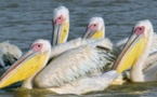 Parc des oiseaux de Djoudj : le conservateur préconise le marquage des pélicans blancs