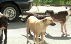Saint-Louis : Des chiens errants sèment la terreur dans les cimetières de Thième et Thiaka Ndiaye. Saint-Louis : Des chiens errants sèment la terreur dans les cimetières de Thième et Thiaka Ndiaye.