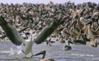 Dénombrement international et annuel des oiseaux d’eau migrateurs: Plus de 3 millions d'individus fréquentent cette année le Djoudj