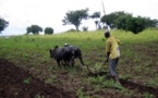 Sénégal: Les exploitations agricoles familiales vivent ’’une extrême pauvreté’’.