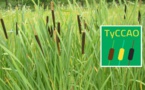Le Typha : "Une plante envahissante", mais très utile » (exploitant)