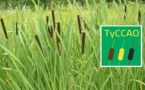Le Typha : "Une plante envahissante", mais très utile » (exploitant) Le Typha : "Une plante envahissante", mais très utile » (exploitant)