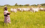 Appui aux migrants de retour : La FAO a aménagé 36 parcelles fourragères à Saint-Louis et Louga