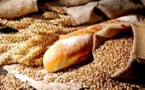 Vers le lancement par l’ISRA d‘une variété de blé adaptée au Sénégal