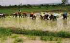 Riziculture : de nouvelles techniques culturales expérimentées dans la Vallée