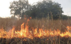 Linguère : un feu de brousse en cours dans la zone du ranch de Doly (témoins) Linguère : un feu de brousse en cours dans la zone du ranch de Doly (témoins)