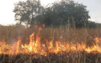Linguère : un feu de brousse en cours dans la zone du ranch de Doly (témoins)
