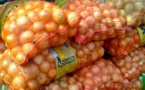 Gel des importations d'oignons : les producteurs de Matam félicitent le gouvernement.