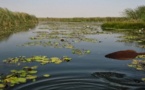 Saint-Louis - Réserve naturelle de Tocc Tocc : Un paradis de lamantins menacé par la pollution chimique