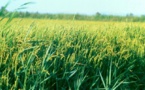 RIZ/FINANCEMENT DE LA CAMPAGNE DE CONTRE-SAISON CHAUDE : Lba débloque plus de 7 milliards de Fcfa pour accompagner les producteurs de la vallée RIZ/FINANCEMENT DE LA CAMPAGNE DE CONTRE-SAISON CHAUDE : Lba débloque plus de 7 milliards de Fcfa pour accompagner les producteurs de la vallée