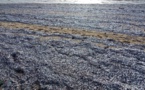 Phénomène étrange : des tapis de poissons morts sur la plage du Gandiolais – photos