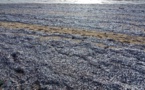 Phénomène étrange : des tapis de poissons morts sur la plage du Gandiolais – photos Phénomène étrange : des tapis de poissons morts sur la plage du Gandiolais – photos