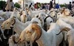 Moutons de Tabaski : suite aux sanctions contre le Mali, les éleveurs mauritaniens fourniront le Sénégal