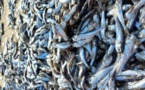 Tapis de poissons morts au large de Mouit : les enquêteurs indexent le barrage anti-sel de Diama