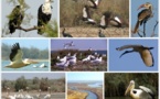 Promenade jubilatoire dans le Djoudj, véritable « Disneyland » sénégalais (par Eric Joly)